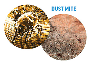 dust-mite