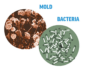 mold-bacteria